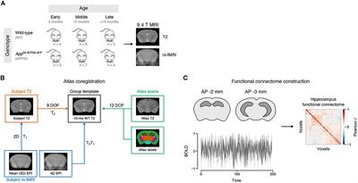 Hippocampal functional connectivity across age in an App knock-in mouse model of Alzheimer's disease